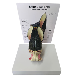 3-подробная модель анатомии уха собаки с видимой структурой хряща - Product Image 1