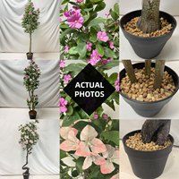 Plantes Artificielles en Gros - Bonsaï Bougainvillier Réaliste, Faux Arbre à Fleurs Vertes dans des Pots Élégants pour la Décoration Maison et Bureau