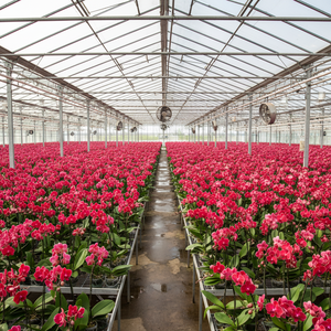 Piquets de jardinage en bambou brun de 5,5 mm * 60 cm, supports floraux robustes, réutilisables, marque HC, bâtons pour plantes en pot, orchidées, fleurs - Product Image 6