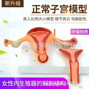 Modèle utérin, organes reproducteurs internes féminins, structure reproductive, modèle gynécologique, modèle d'anatomie utérine, enseignement - Product Image 3
