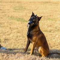 2024 En gros Basket Strike Muselière d'entraînement pour chien respirante, robuste, tactique et imposante pour chiens agressifs