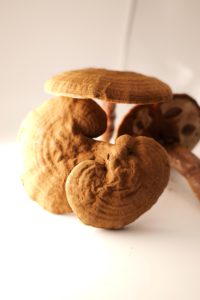 Capsules d'extraits végétaux : Reishi, Withania Somnifera, Shilajit, Ashwagandha (poudre) - Product Image 6