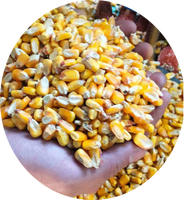 Décortiqueuse de maïs commerciale économique 2025 pour fermes – Machine à écosser le maïs sec
