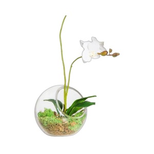 <span class=keywords><strong>Vaso</strong></span> di vetro sferico trasparente moderno <span class=keywords><strong>con</strong></span> bocca inclinata creativa copertura di fiori eterna contenitore succulento idroponico impianto - Product Image 4