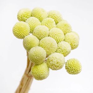 Vente flash : Matériel de bricolage pour fleurs, Craspedia préservée, fleur naturelle réelle, Billy Buttons préservé - Product Image 3