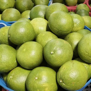 Pomelo Vietnamita Fresco de Primera Calidad con Piel Verde |   Pomelo de pulpa rosa dulce y jugosa |   Bajo Contenido de Semillas, 60-90 Días de Vida Útil para - Product Image 1