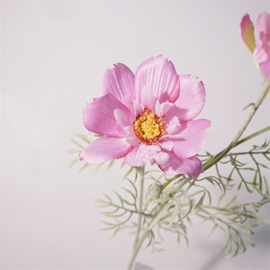 GZYX039 gran oferta realista seda Artificial <span class=keywords><strong>reina</strong></span> Cosmos Color Rosa Coreopsis flores para decoración de boda accesorios de fotografía - Product Image 4