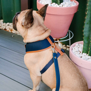 Harness anjing tanpa tarik, Harness kain jala kekang anjing kecil hewan piaraan, Harness kerah kucing anjing kustom Modern - Product Image 2