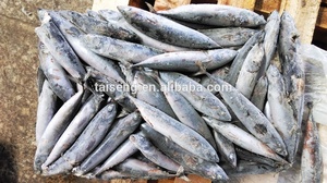 Congelati Bonito Pesci Interi Rotondo/Bonito Tonno In Vendita - Product Image 6