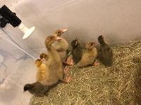 Emisor de Calor Cerámico de Doble Uso para Aves de Corral y Reptiles, Bombilla de Calefacción Infrarroja E27 para Pollitos, Lagartos y Tortugas