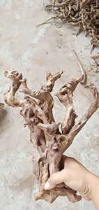 Groothandel <span class=keywords><strong>aquarium</strong></span>- en bonsai-<span class=keywords><strong>mangrove</strong></span>-afzettinghout, wortelhout, tweetyhout - Product Image 6