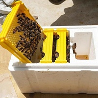 Neue Imkerei-Werkzeuge im Chinesisch-Italienischen Design: Einlagiger Kunststoff-Bienenkasten für Bienenzucht und Königinnenzucht, Mini-Schaumstoff-Bienenstock