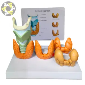 Pvc Biology Lab Education Anatomical Thyroid Model medical science model