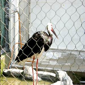 Vente directe usine – Treillis métallique en acier inoxydable SUS316, durable, tissé, imperméable et écologique pour petits animaux de <span class=keywords><strong>zoo</strong></span> - Product Image 6