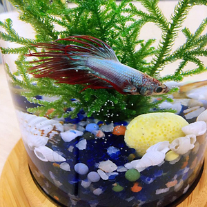 Unieke Revolving Desktop 360 Graden Fish Tank Met Glas Vierkante Jar Fish Tank Aquarium Voor <span class=keywords><strong>Home</strong></span> Office Decoratie