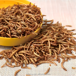 תולעי קמח צהובות מיובשות, סיטונאות ישירות מהמפעל, מזון בעל חלבון גבוה לבעלי חיים, ציפורים, דגים וחיות מחמד - Product Image 3