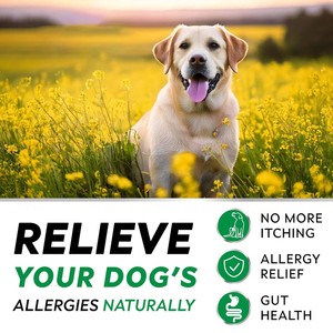 Anjing pereda Alergi Anti gatal lunak kunyah dengan Omega <span class=keywords><strong>3</strong></span> minyak ikan enzim kulit labu & mantel anjing suplemen perawatan kesehatan hewan peliharaan imun - Product Image 4