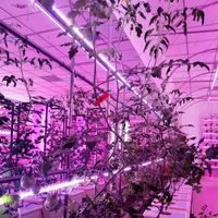 Conteneur de culture rond personnalisable, plantes hydroponiques et hydroponiques pour la croissance des légumes