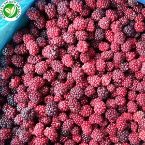 Framboises et mûres <span class=keywords><strong>bio</strong></span> fraîches <span class=keywords><strong>surgelées</strong></span> IQF, fruits <span class=keywords><strong>sauvages</strong></span> entiers non sucrés, <span class=keywords><strong>myrtilles</strong></span> en vrac, vente en gros - Product Image 4