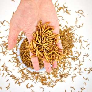 מזון חם למכירה, איכותי, בכמויות גדולות, טבעי לחיות מחמד, עשיר בחלבון, חרקי קמח מיובשים לאוגרים, זוחלים וציפורים - Product Image 5
