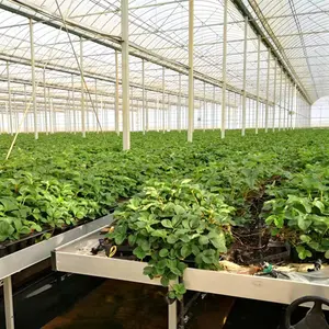 Large Multi-Span Film Greenhouse Agricultural Equipment For Hydroponic System