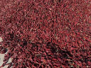 Piments Yidu Premium : Saveur Épicée Intense, Excellent Rapport Qualité-Prix, Piments Entiers Séchés pour la Cuisine et l'Assaisonnement - Product Image 6