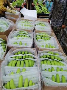 กล้วย/ราคาขายกล้วยสด/กล้วยสดคุณภาพสูงจากเวียดนาม - Product Image 6