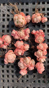 Piante Succulente in Vaso Sempervivum Pianta Ornamentale da Giardino - Product Image 6