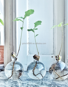 Nuevo Florero <span class=keywords><strong>de</strong></span> Vidrio para Germinar Bellotas <span class=keywords><strong>de</strong></span> <span class=keywords><strong>Aguacate</strong></span>, Florero <span class=keywords><strong>de</strong></span> Propagación <span class=keywords><strong>de</strong></span> Bellotas, Cultiva Aguacates y Árboles <span class=keywords><strong>de</strong></span> Roble, Floreros <span class=keywords><strong>de</strong></span> Cristal Minimalistas para el Hogar - Product Image 6