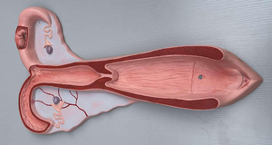 Modelo de Anatomia Animal em Fibra de Vidro para Exibição em Faculdades de Medicina - Modelo de Útero de Ovelha - Product Image 2