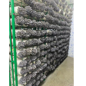 ชั้นวางเพาะเห็ดโลหะทนทาน ปรับขนาดได้ สำหรับเห็ดนางรม/เห็ดนางรมกษัตริย์ - Product Image 1