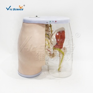 Modelo Avanzado de Entrenamiento para Inyección Intramuscular Glútea, Anatomía Transparente con Retroalimentación LED para Laboratorio de Habilidades de Enfermería, CE ISO ROHS CNAS - Product Image 3