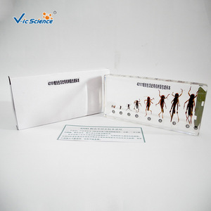 43101 - Product Image 1