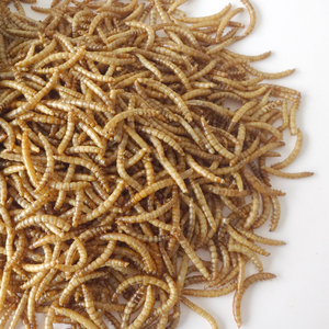 יבש Mealworm עבור ציפורים ארוז חבית 100g - Product Image 4