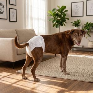(XS/S/M/L/XL, 10 pièces) Couches jetables de grande taille pour femelles chiennes, chiens de grande taille, couches douces de haute qualité pour animaux de compagnie, culottes d'apprentissage pour chiens - Product Image 1