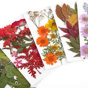 Timesrui Venda por atacado de flores secas naturais flores bonitas prensadas plantas preservadas para fazer acessórios de joias e artesanato DIY - Product Image 2