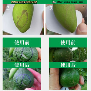 Engrais <span class=keywords><strong>Bio</strong></span> Liquide à Base d'Acide Orthosilicique/Monosilicique pH 2-3 à Libération Rapide pour Cultures, Légumes et Fruits - Product Image 6