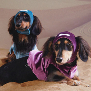 Designer Dog passt Haustier Kleidung Zubehör Niedliche bequeme umwelt freundliche Samt hüte Geeignet für Dackel Winter Weihnachts mützen - Product Image 5