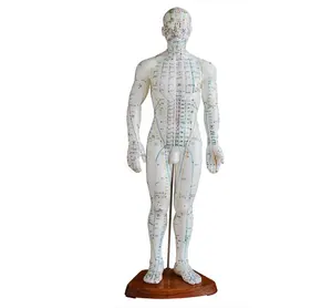 Akupunktur modeli 50CM erkek hastane tıbbi okul öğretim anatomik modeli BC1126-03A