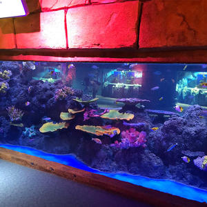 Aquarium, bassin pour poissons d'<span class=keywords><strong>eau</strong></span> <span class=keywords><strong>salée</strong></span>, grand aquarium - Product Image 3