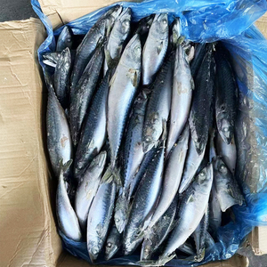 كميات كبيرة بالجملة، شحن سريع، سمك الماكريل الصيني الطازج المجمد (سمكور جابونيكوس تومسون) 10 كجم و15 كجم، سمك الماكريل الباسيفيكي - Product Image 3