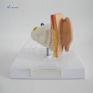 Mô Hình Giải Phẫu Y Tế Mô Hình Giáo Dục Tai Hỗ Trợ Giảng Dạy Sinh Học Mô Hình Giải Phẫu Tai 3d Thiết Bị Trường Học Khoa Học Y Tế - Product Image 6