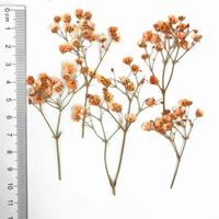 Fleurs de gypsophile séchées et pressées en gros pour l'art encadré, les spécimens, la décoration murale de la maison et les idées de cadeaux de mariage