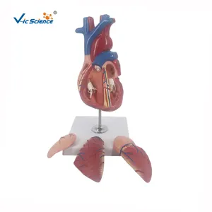 Heart in 4 Parts model of a human heart anatomic heart cardic conduction system model