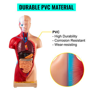 28Cm Torso Manusia Model Tubuh Anatomi Jantung Otak Kerangka Medis Organ Dalam Perlengkapan Pembelajaran Mengajar - Product Image 5