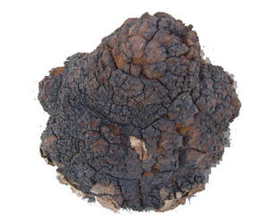 野生有機チャガキノコ菌チャガキノコ粉末エキスイノノタスオブリカス - Product Image 4