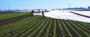 Cubierta para Suelos Agrícolas y de Jardín, Protección de Frutas, Tela No Tejida Spunbond de Polipropileno 100% - Product Image 5