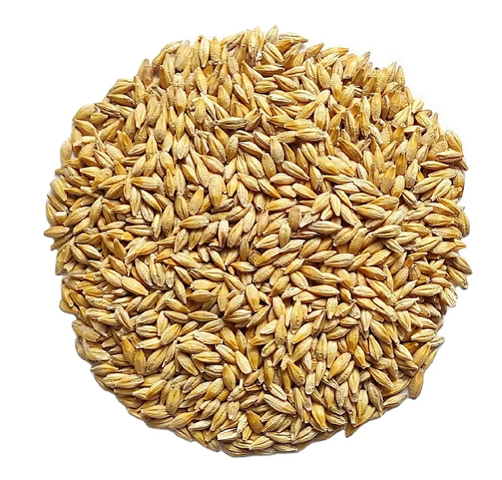 Semilla de alimentación para animales, ARLEY forrajera, Barley, azakhstan