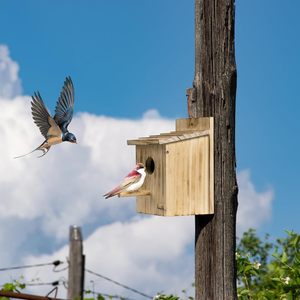 Maisons d'oiseaux bleus en bois Maisons d'oiseaux en bois pour chalets à l'extérieur avec poteau <span class=keywords><strong>Bluebird</strong></span> Cardinals nichoir suspendu en bois - Product Image 6