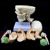 Modelo de anatomía del cerebro del cráneo humano preciso de 8 partes de tamaño real, cerebro divisible de la mandíbula desmontable para la Educación de la ciencia médica